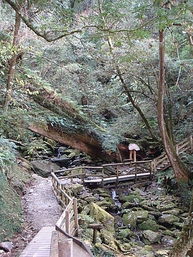 【復興】拉拉山神木 - 第51張圖 【復興】拉拉山神木