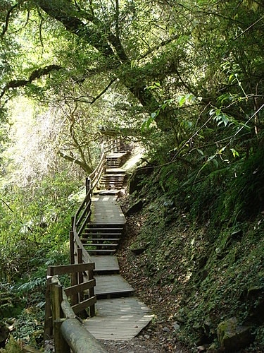 【復興】拉拉山神木 - 第50張圖 【復興】拉拉山神木