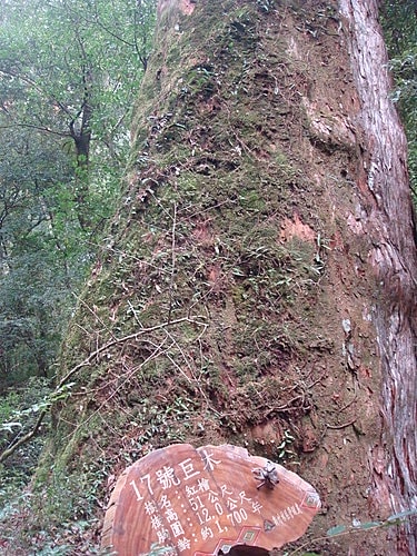 【復興】拉拉山神木 - 第52張圖 【復興】拉拉山神木