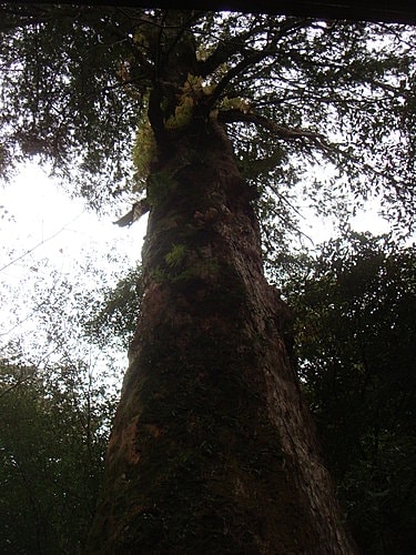 【復興】拉拉山神木 - 第53張圖 【復興】拉拉山神木