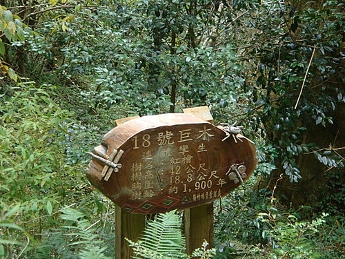 【復興】拉拉山神木 - 第55張圖 【復興】拉拉山神木