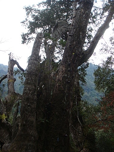 【復興】拉拉山神木 - 第56張圖 【復興】拉拉山神木