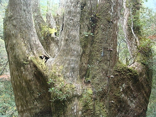 【復興】拉拉山神木 - 第57張圖 【復興】拉拉山神木