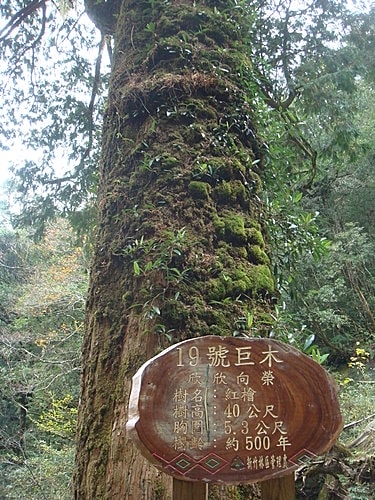 【復興】拉拉山神木 - 第58張圖 【復興】拉拉山神木