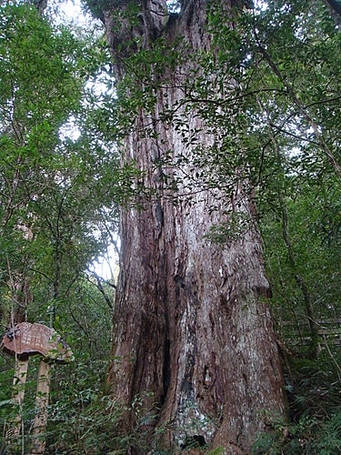 【復興】拉拉山神木 - 第60張圖 【復興】拉拉山神木