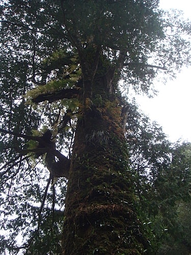 【復興】拉拉山神木 - 第59張圖 【復興】拉拉山神木