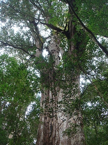 【復興】拉拉山神木 - 第62張圖 【復興】拉拉山神木