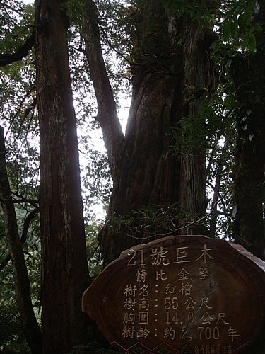 【復興】拉拉山神木 - 第63張圖 【復興】拉拉山神木