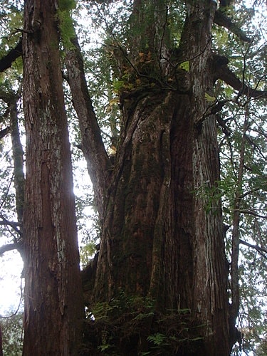 【復興】拉拉山神木 - 第64張圖 【復興】拉拉山神木