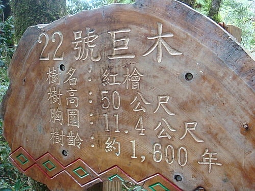 【復興】拉拉山神木 - 第65張圖 【復興】拉拉山神木