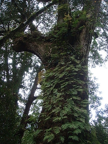 【復興】拉拉山神木 - 第66張圖 【復興】拉拉山神木
