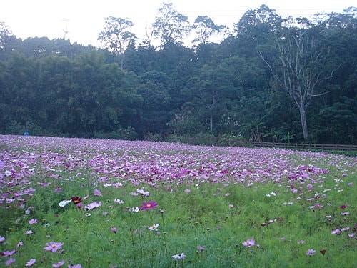 【復興】拉拉山神木 - 第67張圖 【復興】拉拉山神木