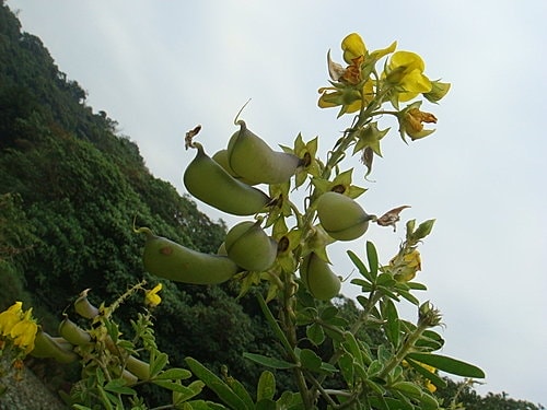 【大溪】紫蝶花影 - 第18張圖 【大溪】紫蝶花影