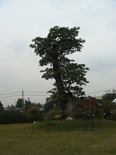 【大溪】紫蝶花影 - 第19張圖 【大溪】紫蝶花影