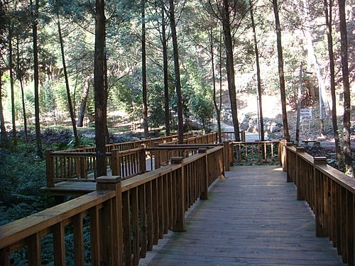 【南投】蕙蓀林場 - 第10張圖 【南投】蕙蓀林場