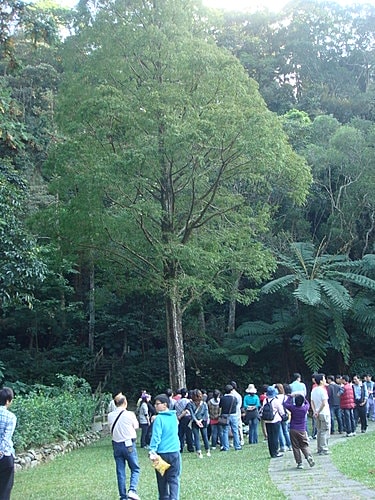 【南投】蕙蓀林場 - 第16張圖 【南投】蕙蓀林場