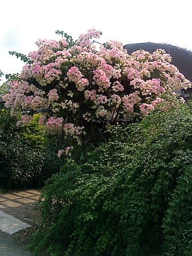 【中壢】田中香花園農莊 - 第8張圖 【中壢】田中香花園農莊