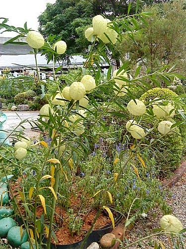 【中壢】田中香花園農莊 - 第30張圖 【中壢】田中香花園農莊