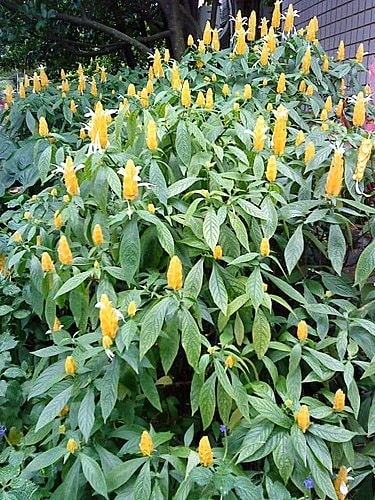 【中壢】田中香花園農莊 - 第33張圖 【中壢】田中香花園農莊