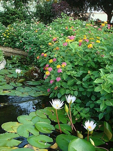 【中壢】綠野庭園餐廳 - 第28張圖 【中壢】綠野庭園餐廳