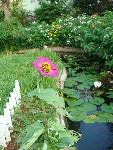 【中壢】綠野庭園餐廳 - 第29張圖 【中壢】綠野庭園餐廳