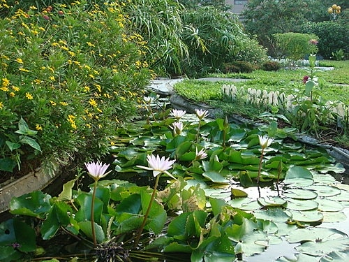 【中壢】綠野庭園餐廳 - 第30張圖 【中壢】綠野庭園餐廳