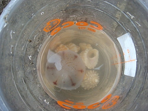 【觀音】海邊遊記 - 第39張圖 【觀音】海邊遊記