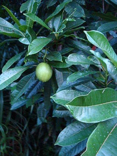 【觀音】海邊遊記 - 第52張圖 【觀音】海邊遊記