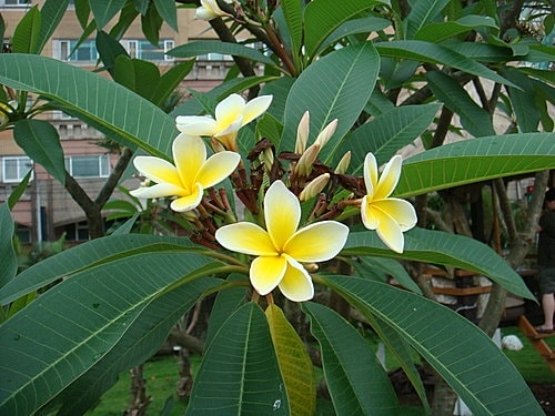 【中壢】甜．客廳