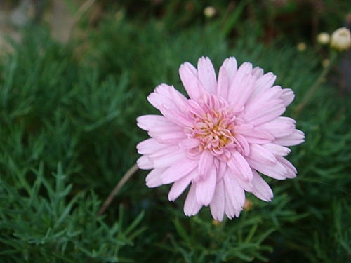 【新屋】莫內咖啡 - 第56張圖 【新屋】莫內咖啡