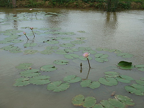 【新屋】莫內咖啡 - 第59張圖 【新屋】莫內咖啡