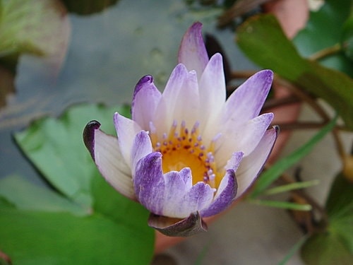 【新屋】莫內咖啡 - 第58張圖 【新屋】莫內咖啡