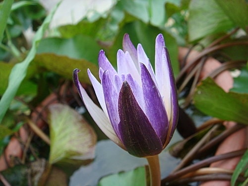 【新屋】莫內咖啡 - 第57張圖 【新屋】莫內咖啡