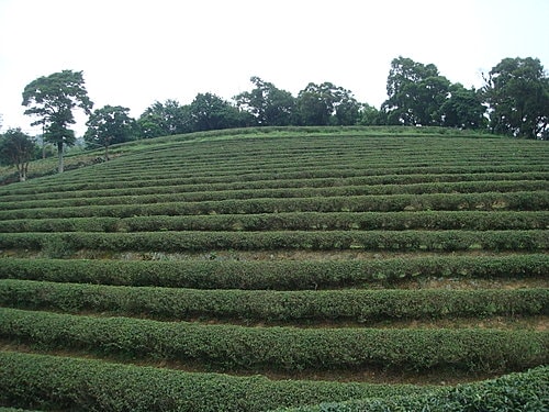 【龍潭】6028咖啡館 - 第66張圖 【龍潭】6028咖啡館