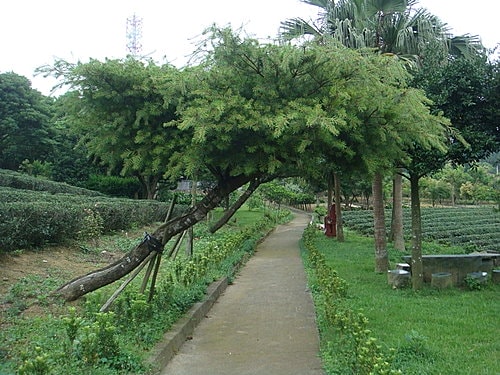 【龍潭】6028咖啡館 - 第69張圖 【龍潭】6028咖啡館