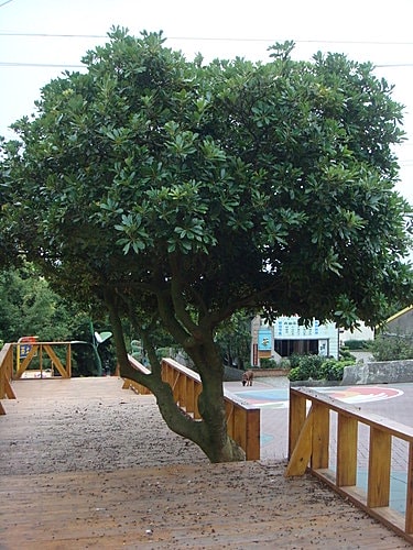 【龍潭】6028咖啡館 - 第74張圖 【龍潭】6028咖啡館