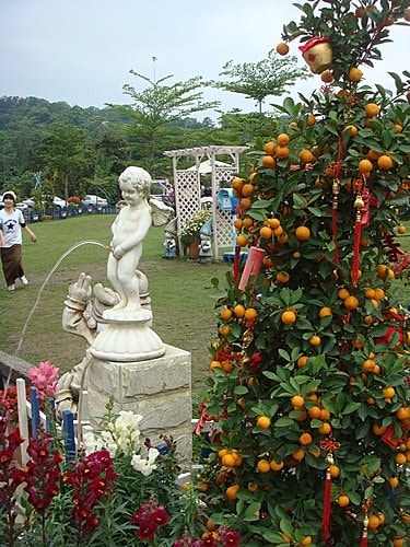 【大溪】天御花園 - 第6張圖 【大溪】天御花園