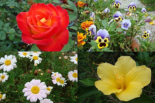 【大溪】花開了休閒農園 - 第25張圖 【大溪】花開了休閒農園