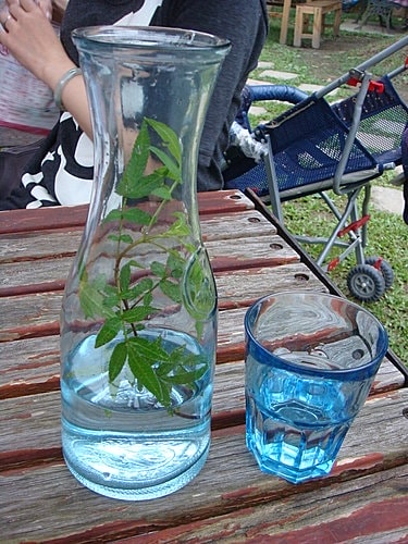 【大溪】花開了休閒農園 - 第29張圖 【大溪】花開了休閒農園