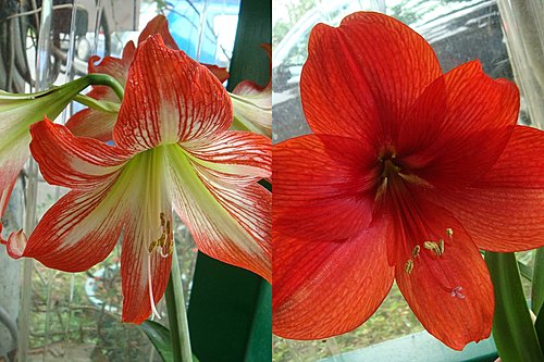 【大溪】二畝園 - 第27張圖 【大溪】二畝園