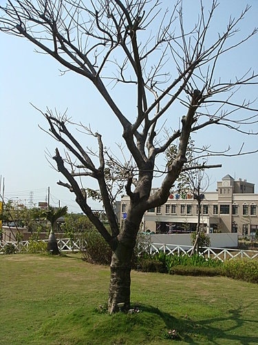 【桃園】風車的故鄉下午茶