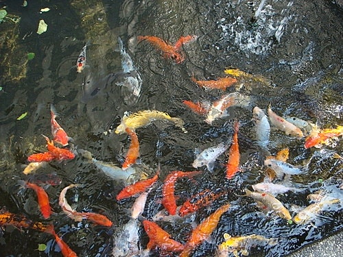 【桃園】風車的故鄉下午茶