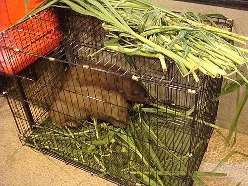 【平鎮】山豬碳烤火鍋