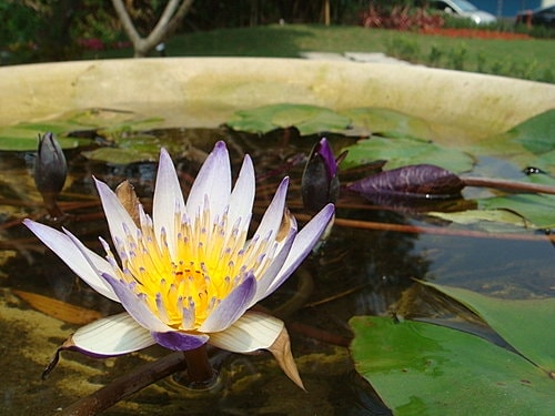 【龍潭】七彩雲南