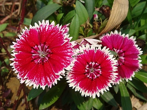 【龍潭】七彩雲南