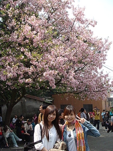 淡水天元宮賞櫻 - 第17張圖 淡水天元宮賞櫻