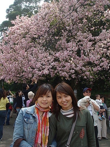 淡水天元宮賞櫻 - 第14張圖 淡水天元宮賞櫻