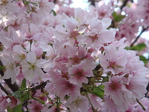 淡水天元宮賞櫻 - 第20張圖 淡水天元宮賞櫻