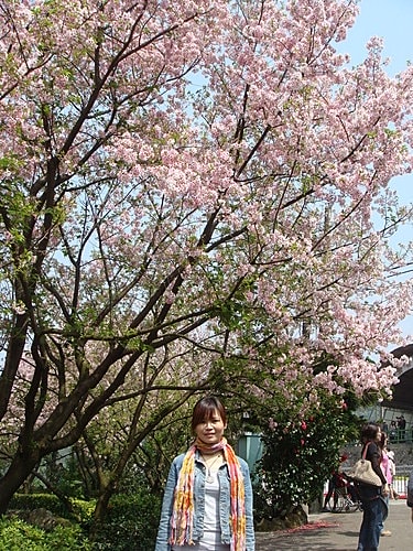 淡水天元宮賞櫻 - 第24張圖 淡水天元宮賞櫻