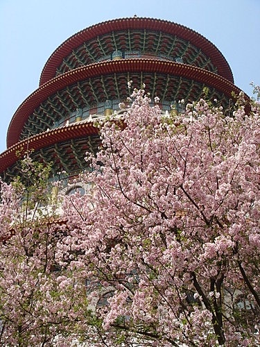 淡水天元宮賞櫻 - 第26張圖 淡水天元宮賞櫻